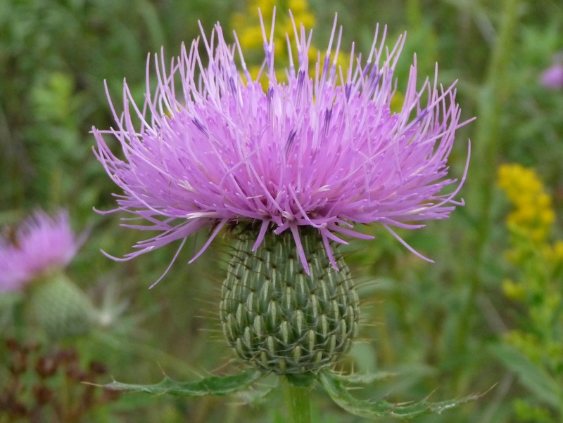 Schaefer Prairie Minnesota North American Rock Garden Society